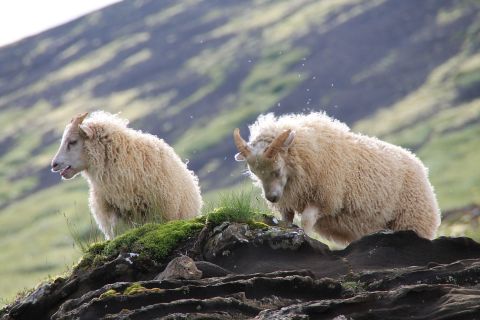 Lambs at Laugarvatnshellir / Lämmer bei den Laugarvatnshellir