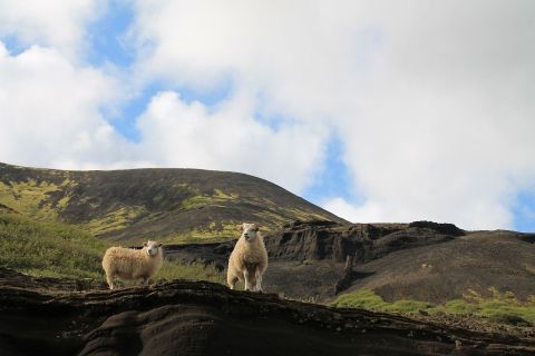 Lambs at Laugarvatnshellir / Lämmer bei den Laugarvatnshellir